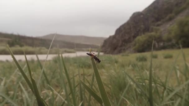 Насекомые после дождя макро зеленой травы закрываются в высокогорье возле реки — стоковое видео