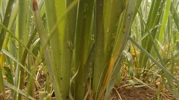 Insectos después de la lluvia verde hierba macro de cerca en las tierras altas cerca del río — Vídeos de Stock