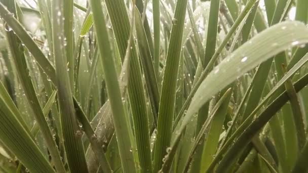 Insectos después de la lluvia verde hierba macro de cerca en las tierras altas cerca del río — Vídeos de Stock