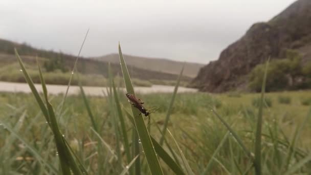Комахи після дощу зелена трава макро крупним планом у високогір'ї біля річки — стокове відео