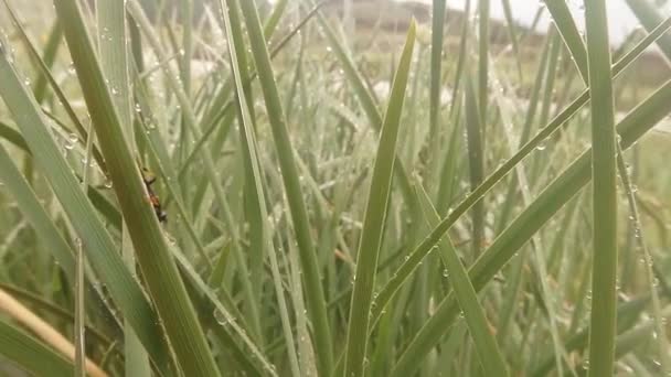 Комахи після дощу зелена трава макро крупним планом у високогір'ї біля річки — стокове відео