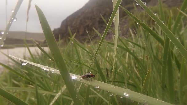 Insectos después de la lluvia verde hierba macro de cerca en las tierras altas cerca del río — Vídeos de Stock