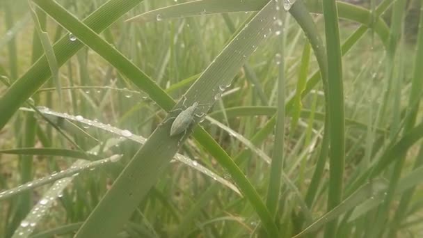 Insects after rain green grass macro close up in the highlands near the river — Stok video