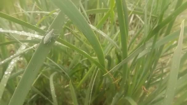 Insekten nach Regen Grünes Gras im Hochland in der Nähe des Flusses — Stockvideo