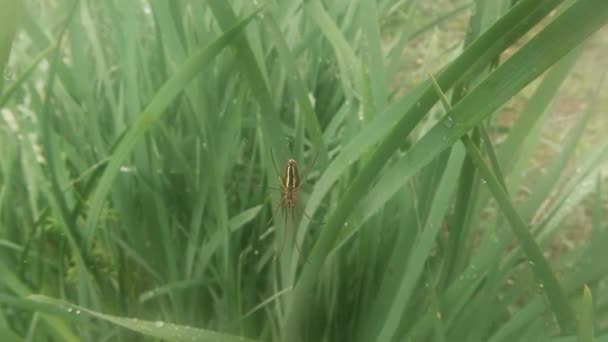 Insects after rain green grass macro close up in the highlands near the river — Stok video