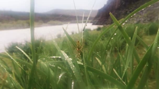 Насекомые после дождя макро зеленой травы закрываются в высокогорье возле реки — стоковое видео