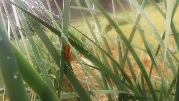 Insects after rain green grass macro close up in the highlands near the river — ストック動画