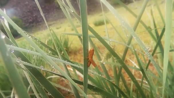 Insects after rain green grass macro close up in the highlands near the river — Stock video