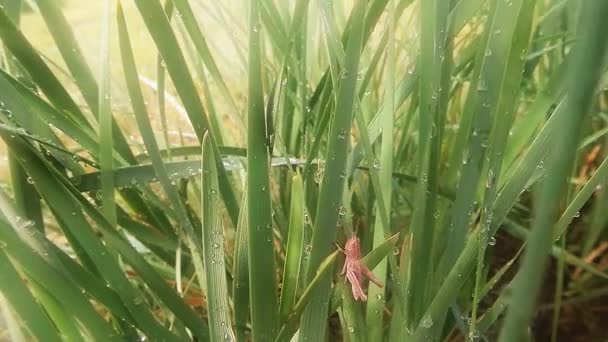 Insects after rain green grass macro close up in the highlands near the river — Stock video