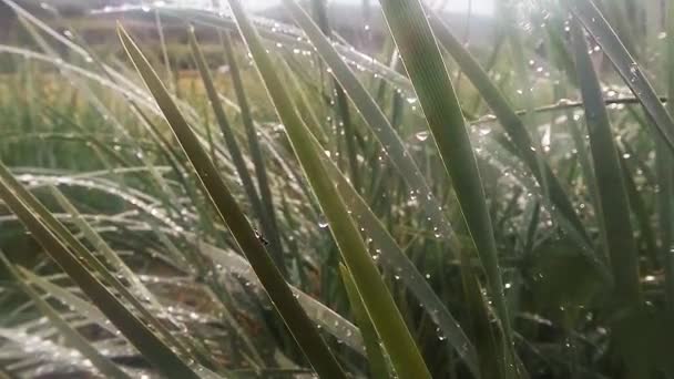 Insects after rain green grass macro close up in the highlands near the river — Stock video