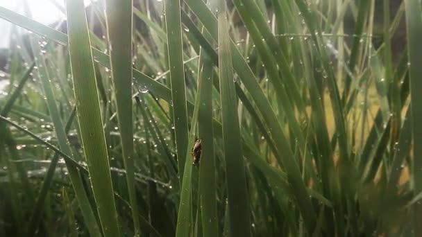 Insectos después de la lluvia verde hierba macro de cerca en las tierras altas cerca del río — Vídeos de Stock