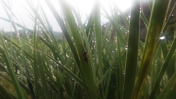 Insectos después de la lluvia verde hierba macro de cerca en las tierras altas cerca del río — Vídeos de Stock