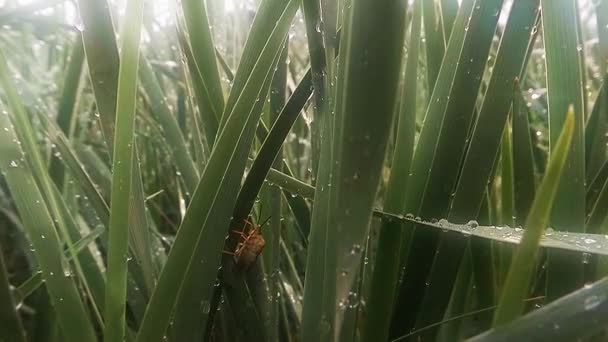 Insects after rain green grass macro close up in the highlands near the river — Stok video