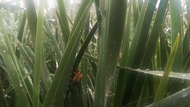 Insects after rain green grass macro close up in the highlands near the river — Stock Footage Insects after rain green grass macro close up in the highlands near the river Video Clip
