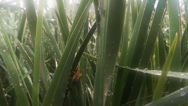 Insetti dopo la pioggia erba verde macro da vicino negli altopiani vicino al fiume — Video Stock