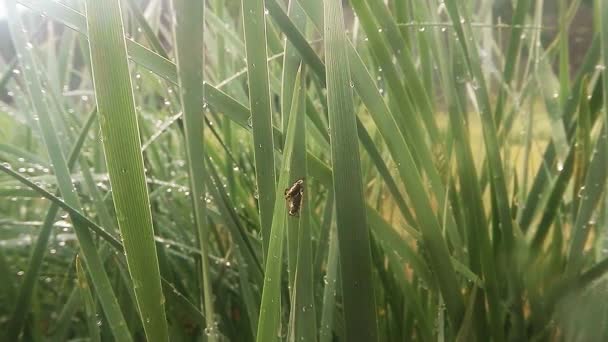 Insectos después de la lluvia verde hierba macro de cerca en las tierras altas cerca del río — Vídeos de Stock