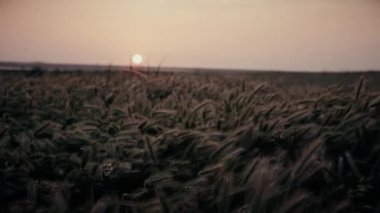 Akşamüstü, yüksek çim kabarık kulaklarla dolu vahşi bir tarlada.