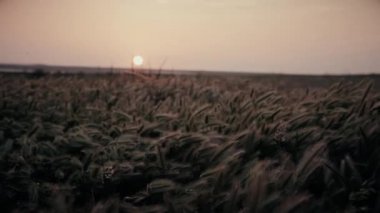 Akşamüstü, yüksek çim kabarık kulaklarla dolu vahşi bir tarlada.