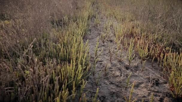 Thick grass field horsetail — Stock Video