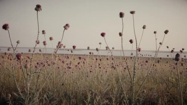 背の高いピンクの花ビーチで風に細いフラッタ夜 — ストック動画