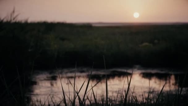 Kvällssolnedgång vid den lilla sjön med grönt gräs på stranden — Stockvideo