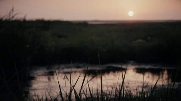 Вечерний закат на маленьком озере с зеленой травой на берегу — стоковое видео