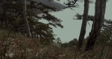 kuru ot, kozalaklı altındaki sis aracılığıyla gördün mü dağın