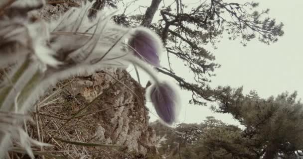 Attraverso i fiori primaverili shaggy visto montagna, alberi e nebbia in fondo — Video Stock
