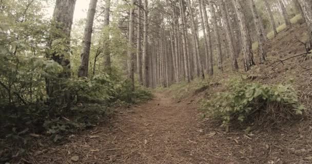 sentier de montagne dans les bois près des buissons sur la pente de la montagne 