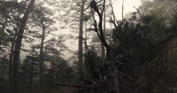 Alter Kiefernwald in der Frühlingsbergssilhouette vor dem dichten Nebel — Stockvideo