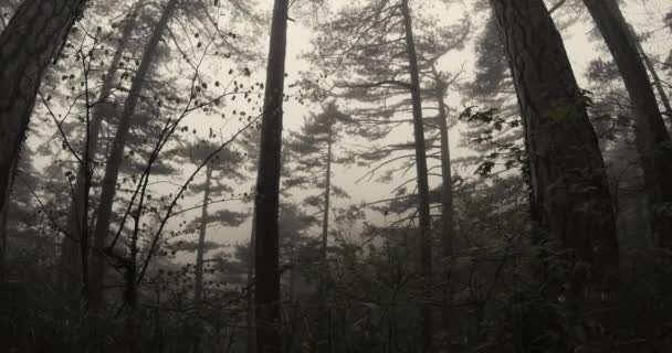 짙은 안개에 대 한 silhouetted 봄 산에 오래 된 소나무 숲 — 비디오