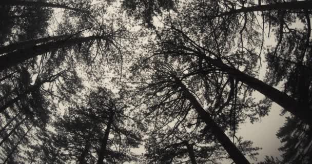 枝や幹の鬱蒼とした松の森を地球から空を下から見る — ストック動画