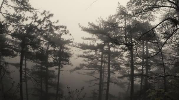 Forêt de pins de montagne dans le brouillard épais dense 