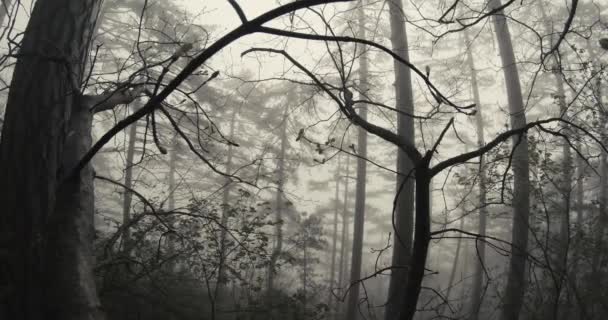 fourrés de forêt de montagne enveloppés dans la brume 
