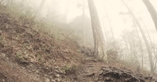 Inclinação de uma floresta de pinheiro de montanha na névoa grossa densa — Vídeo de Stock