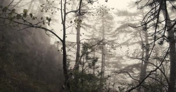 Dichte mist in het kreupelhout van berg dennenbos — Stockvideo