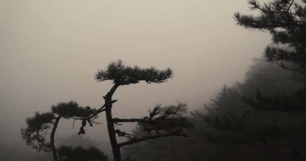 霧に包まれた山の斜面をすべての周りや崖の上の松の木 — ストック動画