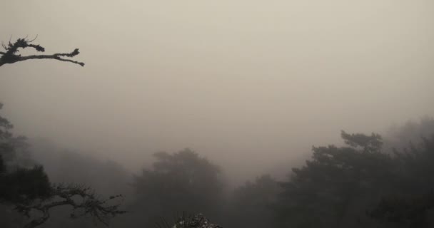 À travers le brouillard épais à peine reconnaissable forêt de montagne — Video