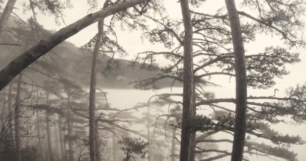 Espesura de bosque de pino de montaña cubierta de niebla — Vídeos de Stock