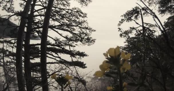 Fog in the mountain coniferous forest and yellow flowers in the foreground — Stock Video