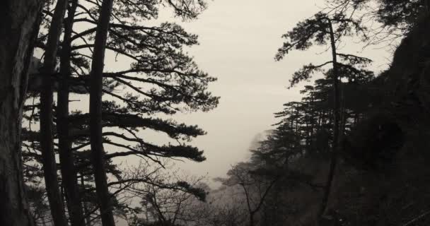 Vista dal centro delle colline sono coperti di nebbia e la foresta — Video Stock