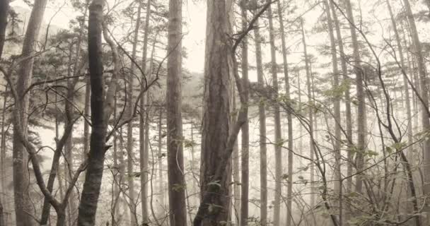Zarośla lasów górskich pni i mgła na dole — Wideo stockowe