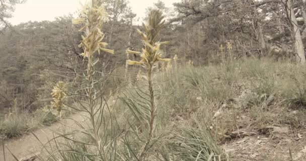 Yellow wild flowers in spring pine forest in the mountains — Stock Video