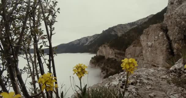 Gelbe Blumen am Rande von Klippen, die wie ein Nebel vom Meer umspült werden — Stockvideo