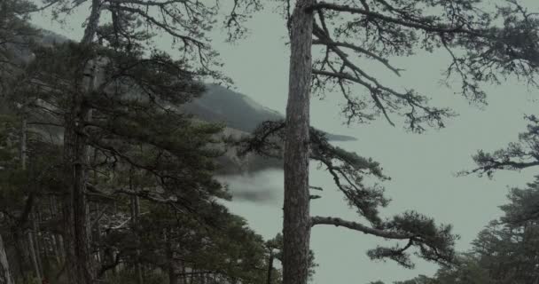 山松林が霧の下に透けて見える — ストック動画