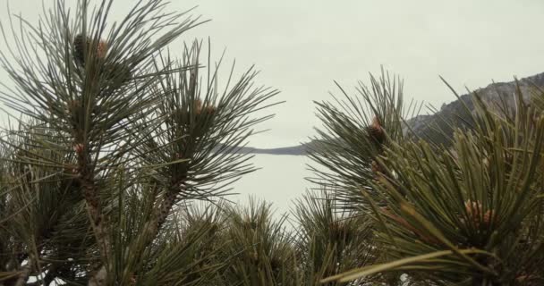 Rama de pino con agujas de pino y conos contra la niebla blanca gruesa — Vídeo de stock