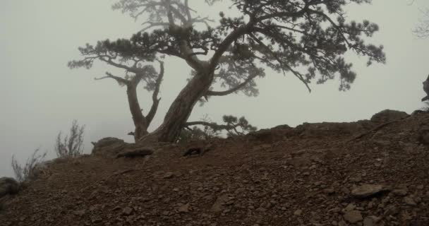 Pino en el borde de un acantilado en las montañas a la densa niebla descansa — Vídeos de Stock