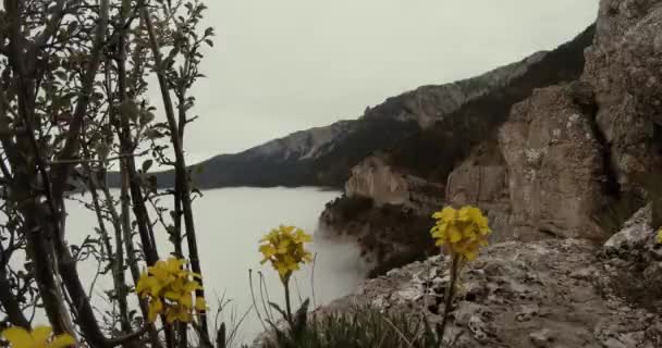 Solitario árbol de coníferas en el borde del acantilado en la niebla espesa — Vídeos de Stock