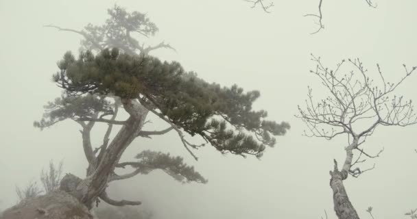 두꺼운 안개에서 절벽의 가장자리에 외로운 침 엽 수 나무 — 비디오