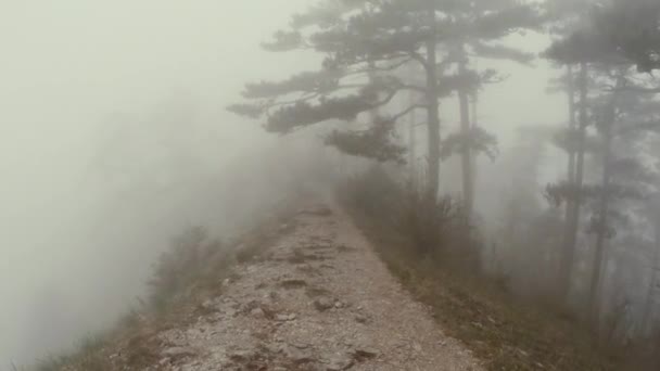 Visão em primeira pessoa - alguém atravessa as florestas enevoadas nas montanhas — Vídeo de Stock